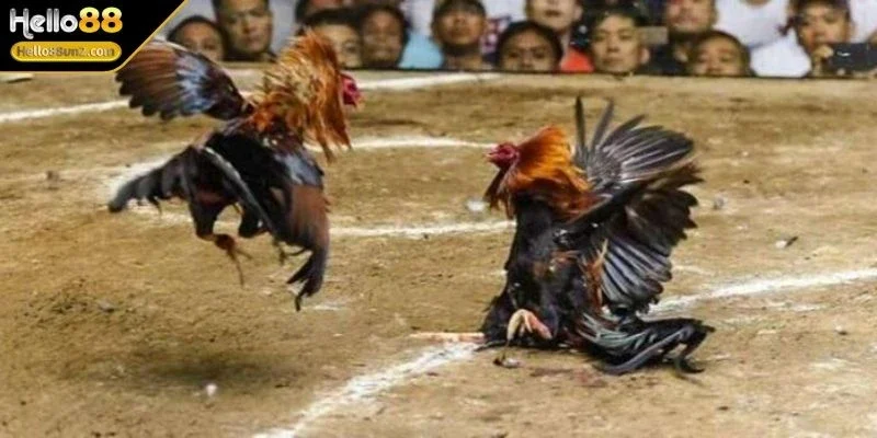 da-ga-thomo-hieu-ro-cho-tan-binh