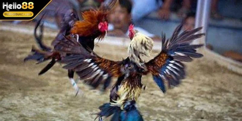 da-ga-thomo-kich-tinh-voi-cua-dao